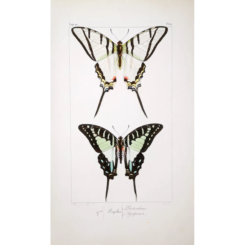Kite Swallowtail Butterflies – Eurytides Antique Engraving (1835)