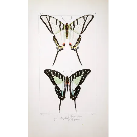 Kite Swallowtail Butterflies – Eurytides Antique Engraving (1835)