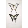 Kite Swallowtail Exotic Butterflies (Eurytides protesilaus, Eurytides agapenor) – Antique Hand-Colored Engraving (1835)