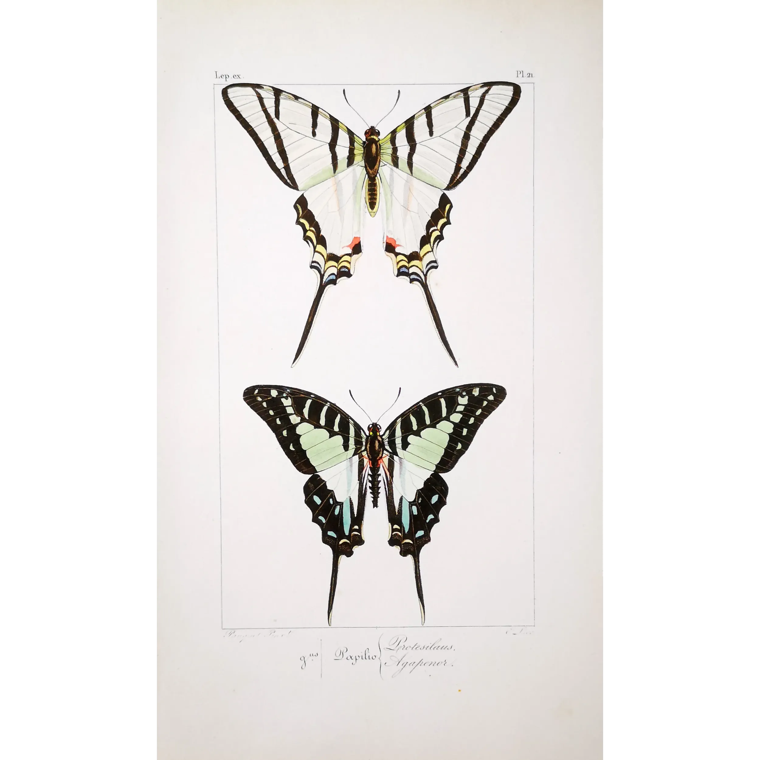 Kite Swallowtail Butterflies – Eurytides Antique Engraving (1835)