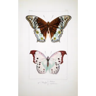 Peacock & Grey Pansy – Antique Butterfly Engraving (1835)