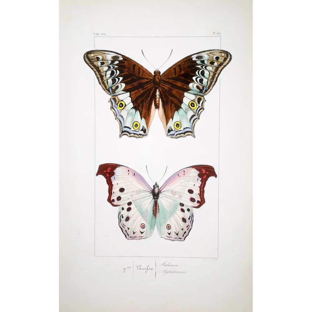Peacock & Grey Pansy – Antique Butterfly Engraving (1835)
