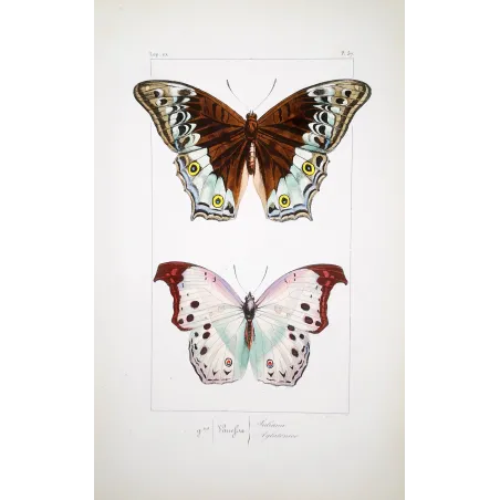 Peacock & Grey Pansy – Antique Butterfly Engraving (1835)