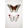 Peacock & Grey Pansy Butterflies (Junonia almana, Junonia atlites) – Antique Hand-Colored Engraving, Exotic Butterflies (1835)
