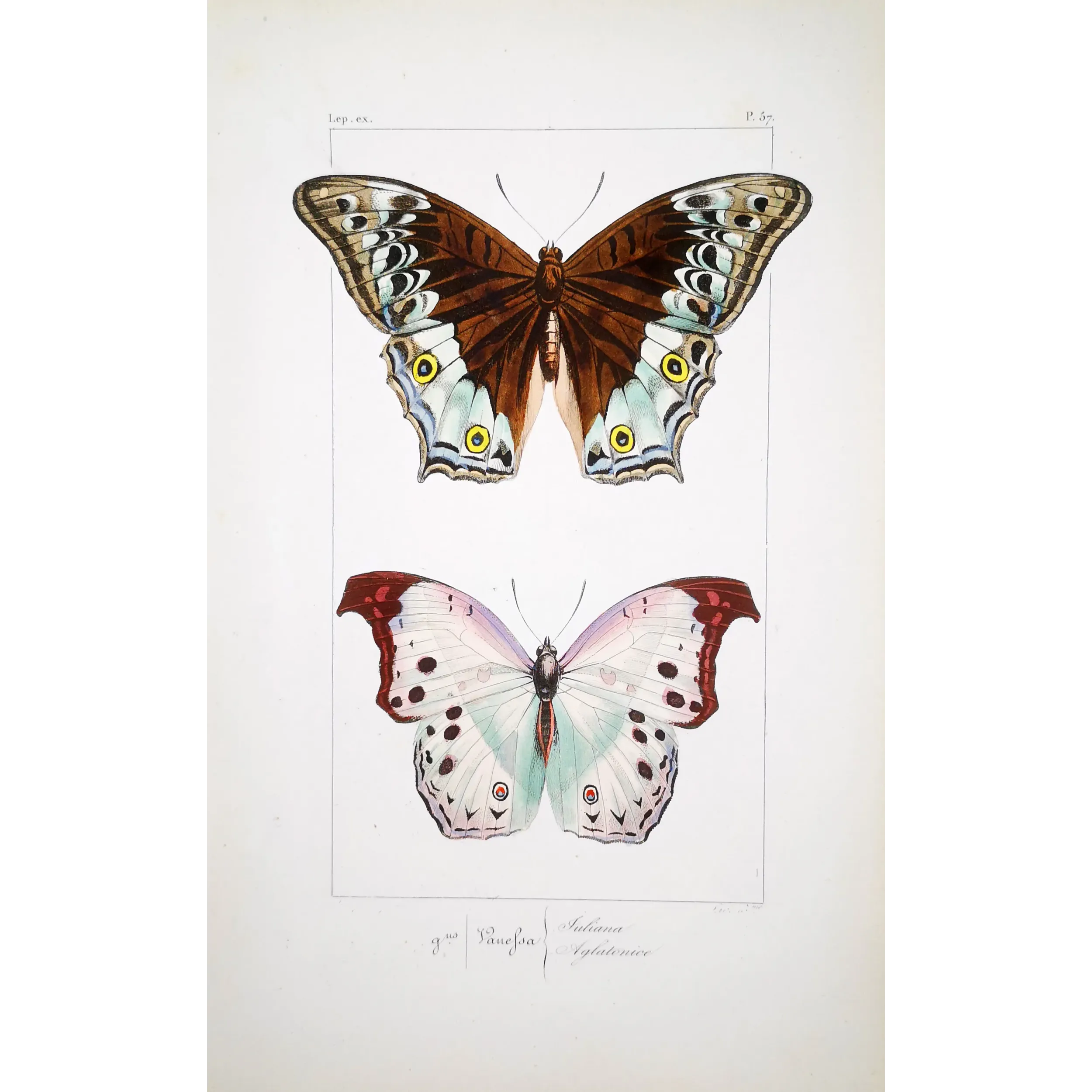 Peacock & Grey Pansy – Antique Butterfly Engraving (1835)