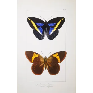 Demophon Prepona Butterfly – Antique Engraving (1835)