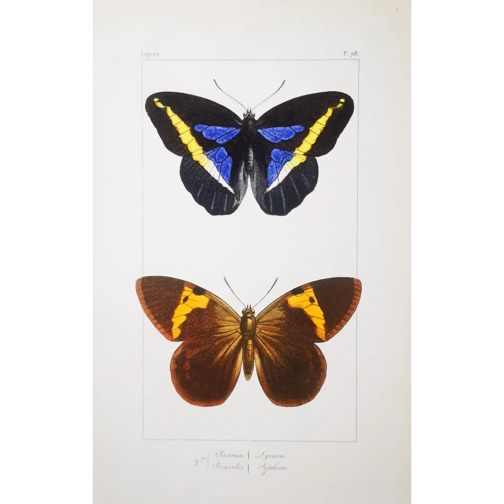 Demophon Prepona Butterfly – Antique Engraving (1835)