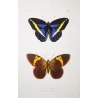 Demophon Prepona & Brassolis Exotic Butterfly (Archaeoprepona demophon, Brassolis sophorae) – Antique Hand-Colored Engraving