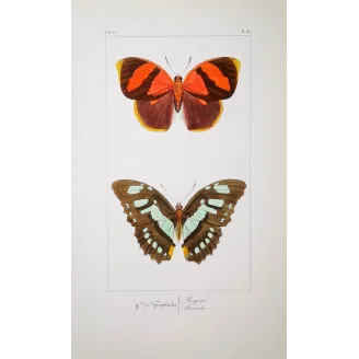 Agrias Butterfly – Antique Hand-Colored Engraving (1835)