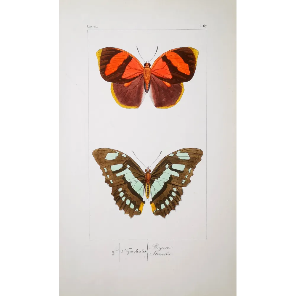 Agrias Butterfly – Antique Hand-Colored Engraving (1835)