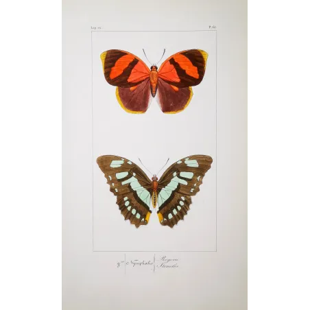 Agrias Butterfly – Antique Hand-Colored Engraving (1835)