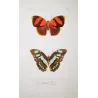 Agrias & Stenele Butterflies (Agrias rogeri, Adelpha stenele) – Antique Hand-Colored Engraving, Exotic Butterflies (1835)