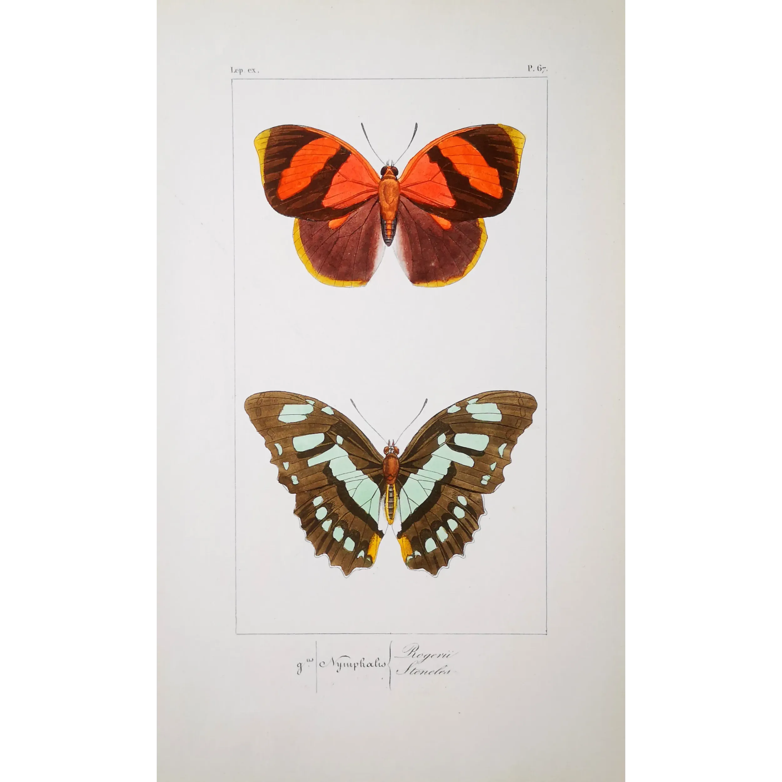 Agrias Butterfly – Antique Hand-Colored Engraving (1835)