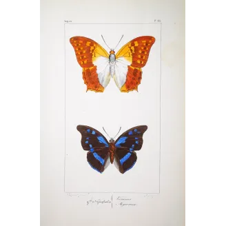 Lacewing Butterfly – Antique Engraving (1835)