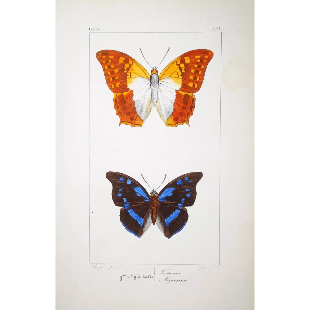 Lacewing Butterfly – Antique Engraving (1835)