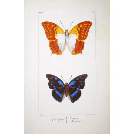 Lacewing Butterfly – Antique Engraving (1835)