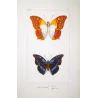 Lacewing & Erycina Butterflies (Cethosia cyane, Erycina hypsenina) – Antique Hand-Colored Engraving, Exotic Butterflies (1835)