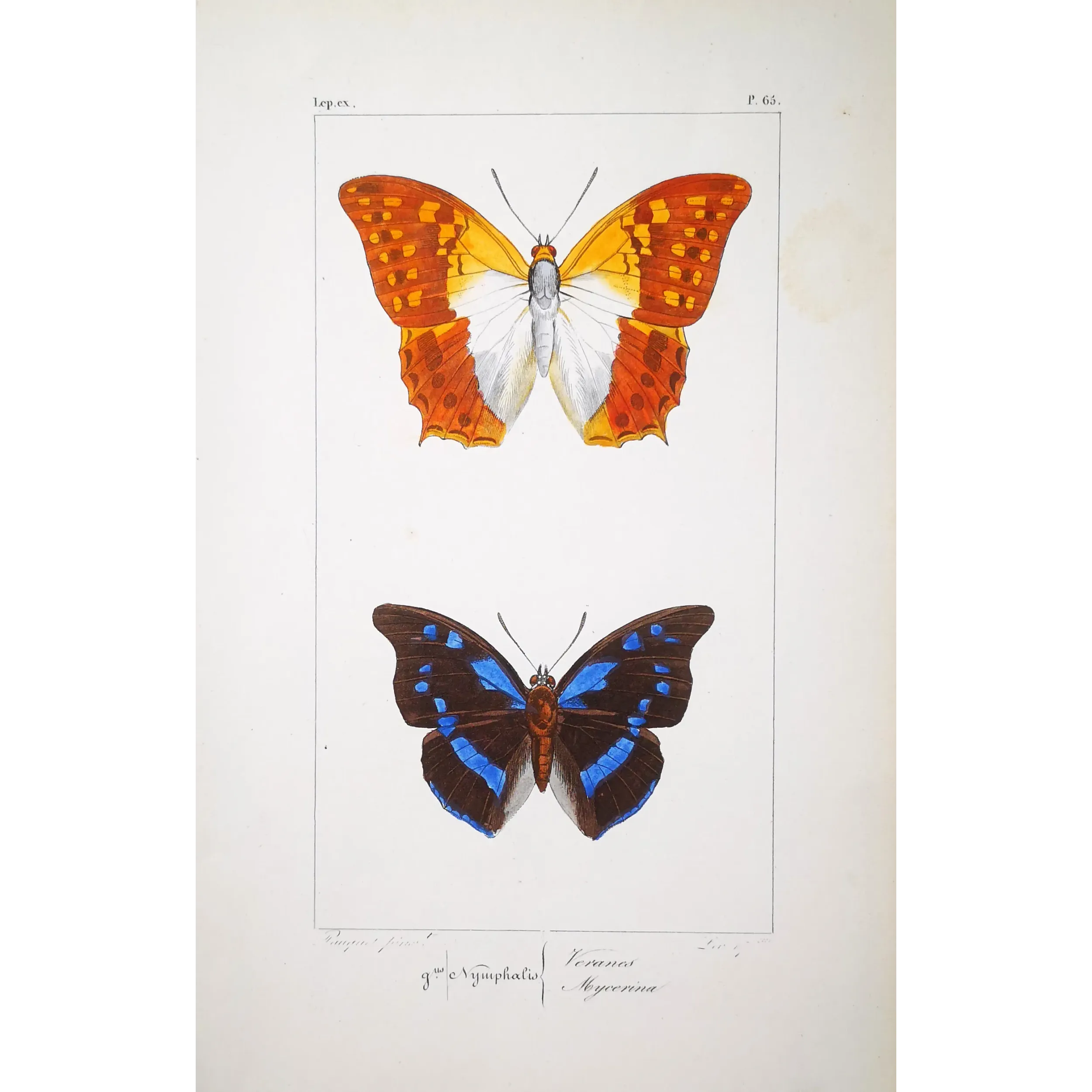 Lacewing Butterfly – Antique Engraving (1835)