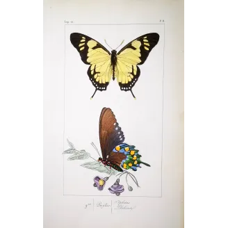 Yellow Swallowtail Butterfly – Antique Engraving (1835)