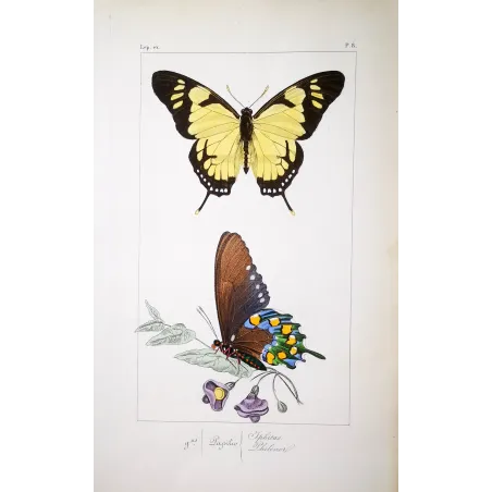 Yellow Swallowtail Butterfly – Antique Engraving (1835)