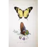 Yellow Swallowtail & Pipevine Exotic Butterflies (Papilio iphitas, Battus philenor) – Antique Hand-Colored Engraving (1835)