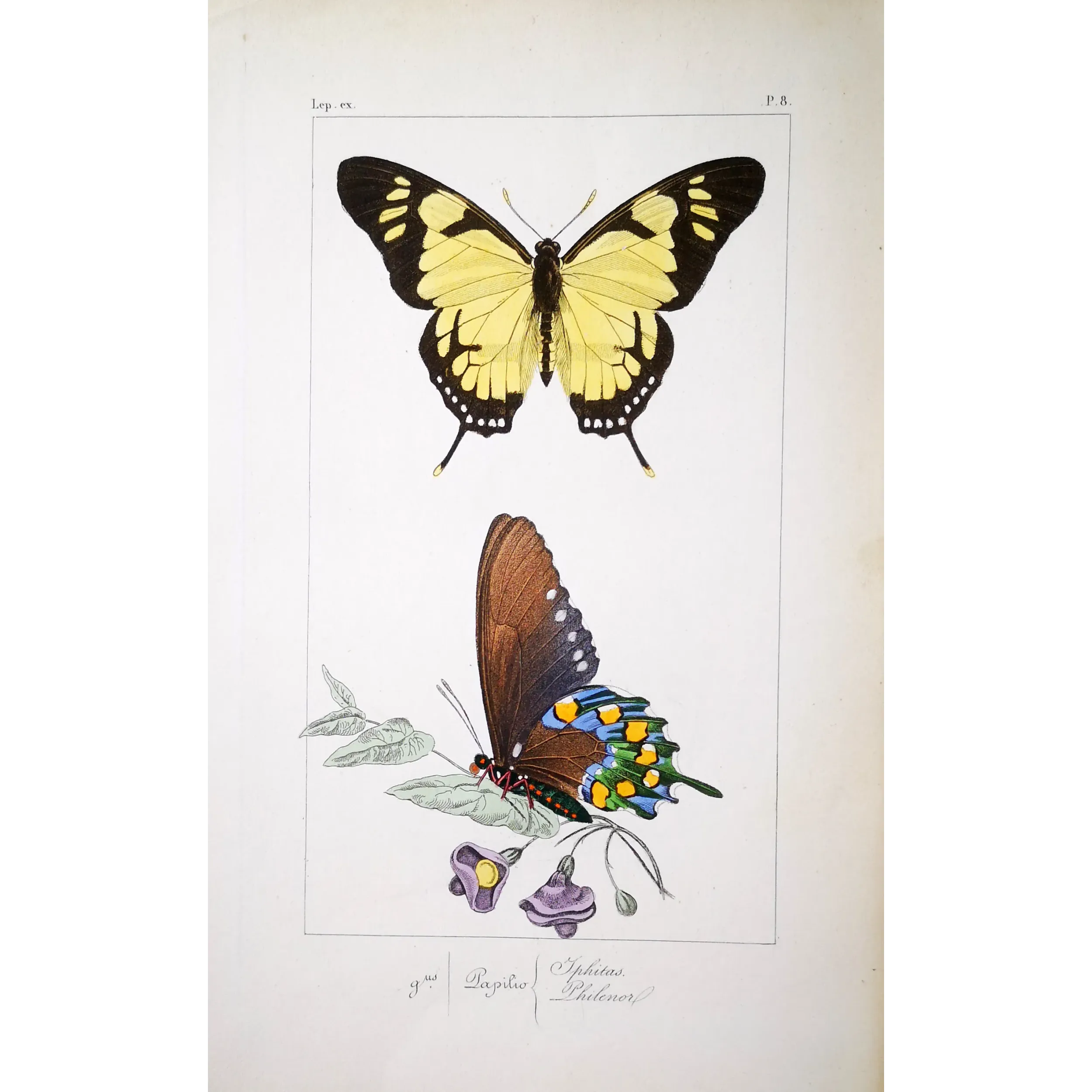 Yellow Swallowtail Butterfly – Antique Engraving (1835)