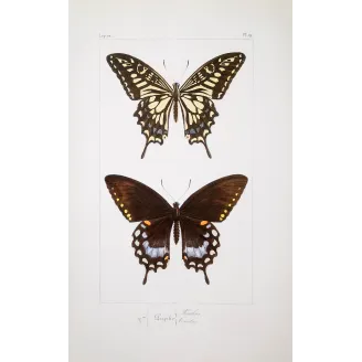 Mormon Swallowtail Butterfly – Antique Engraving (1835)