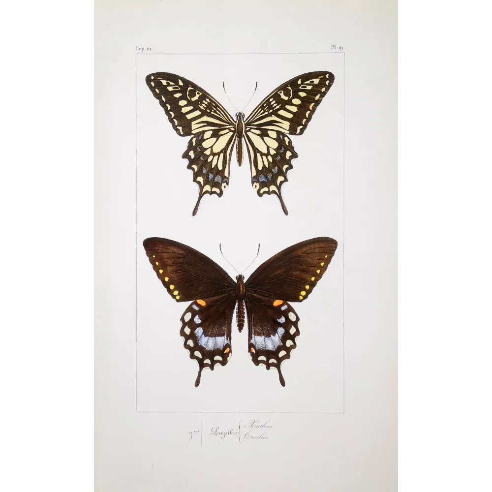 Mormon Swallowtail Butterfly – Antique Engraving (1835)