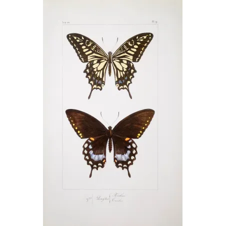Mormon Swallowtail Butterfly – Antique Engraving (1835)
