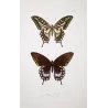 Mormon Swallowtail Butterflies (Papilio polytes group) – Antique Hand-Colored Engraving, Exotic Butterflies (1835)
