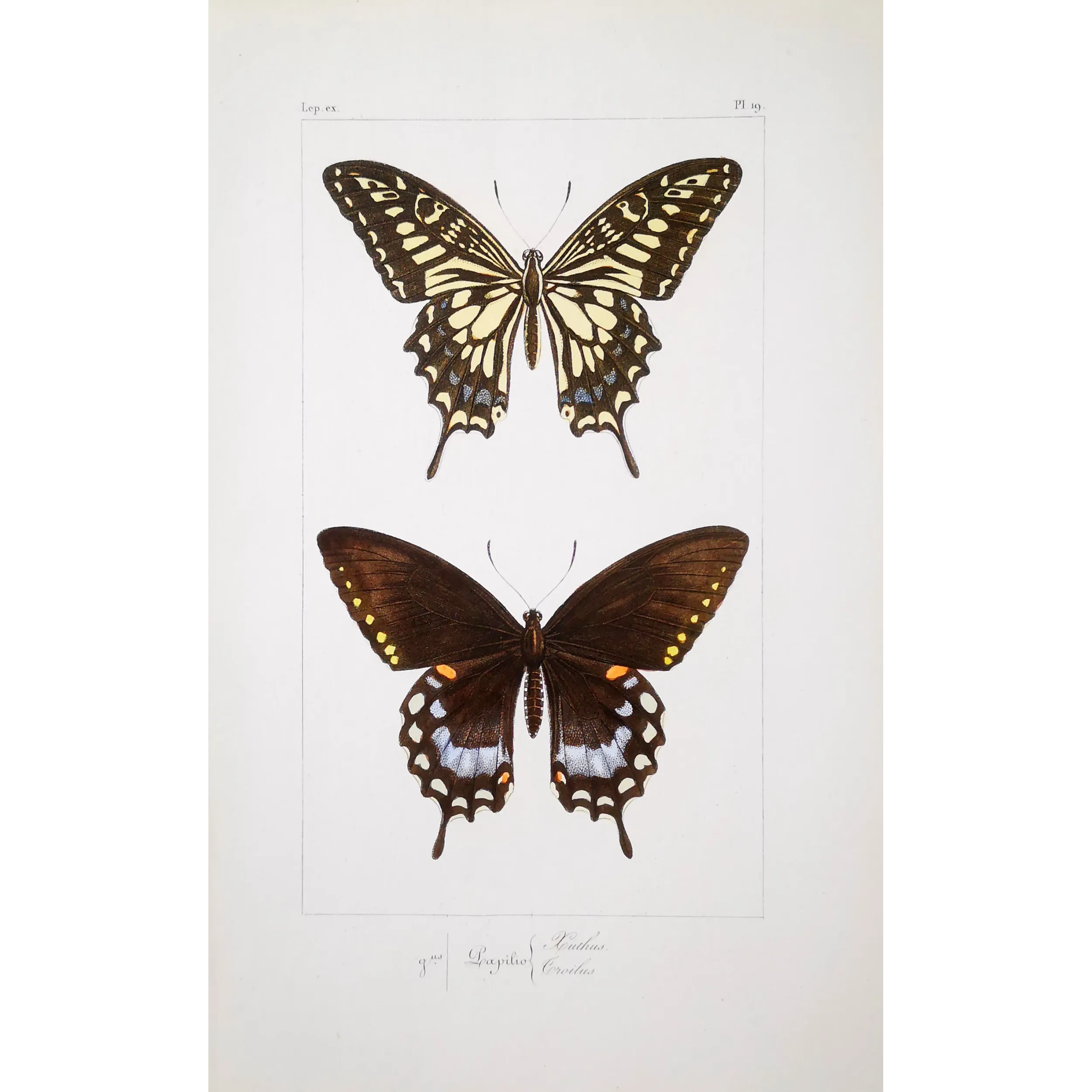 Mormon Swallowtail Butterfly – Antique Engraving (1835)