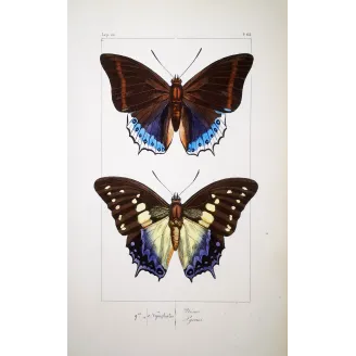 Prepona Butterfly – Antique Hand-Colored Engraving (1835)