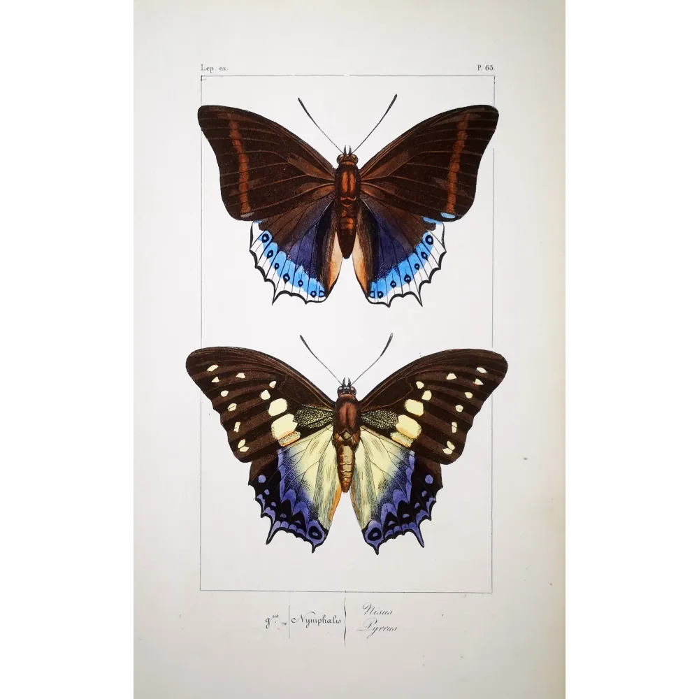 Prepona Butterfly – Antique Hand-Colored Engraving (1835)