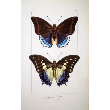 Prepona Butterfly – Antique Hand-Colored Engraving (1835)