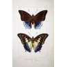 Prepona-Type Butterflies (Prepona / Archaeoprepona Group) – Antique Hand-Colored Engraving, Exotic Butterflies (1835)