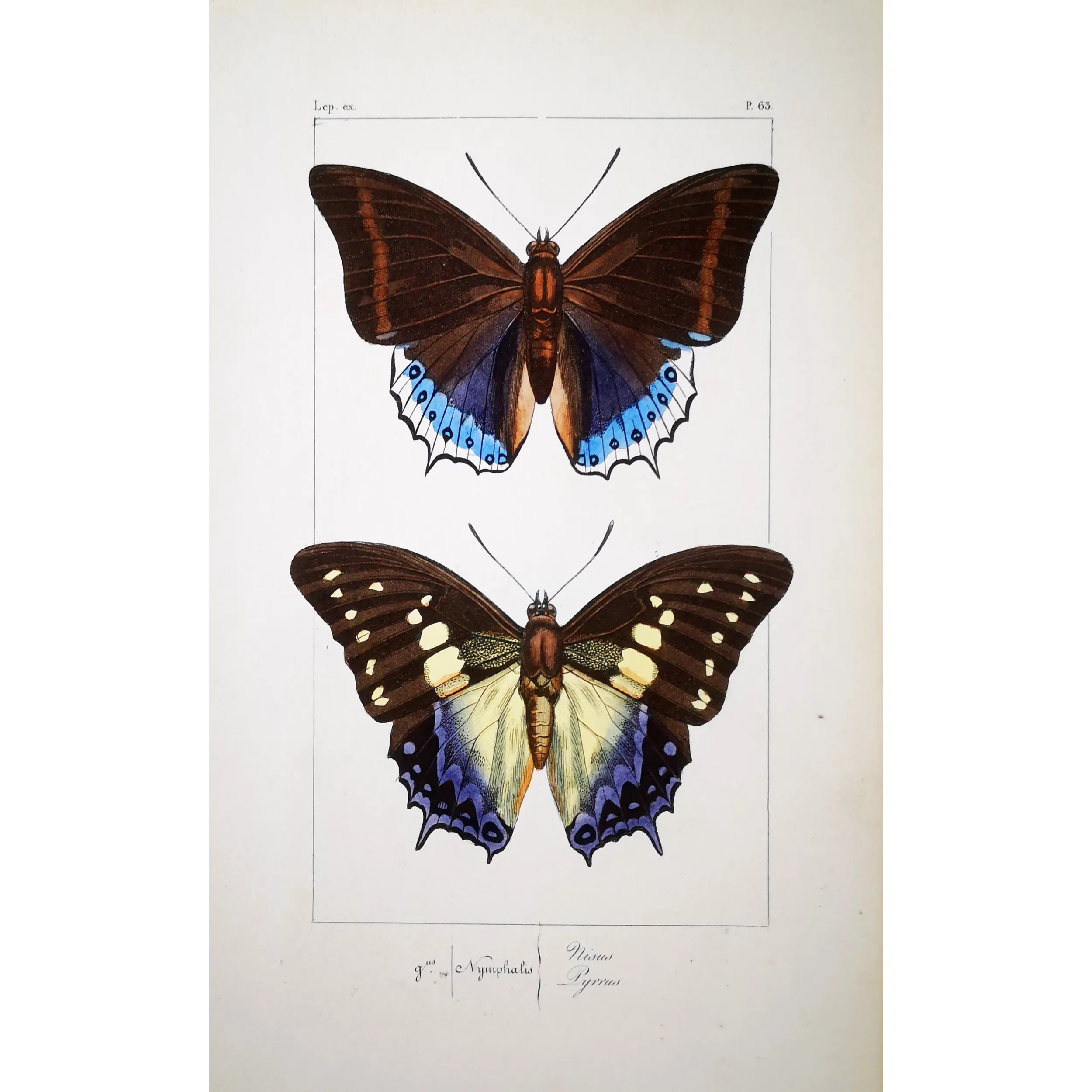Prepona Butterfly – Antique Hand-Colored Engraving (1835)