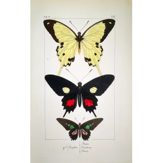 Papilio dardanus Butterfly – Antique Engraving (1835)