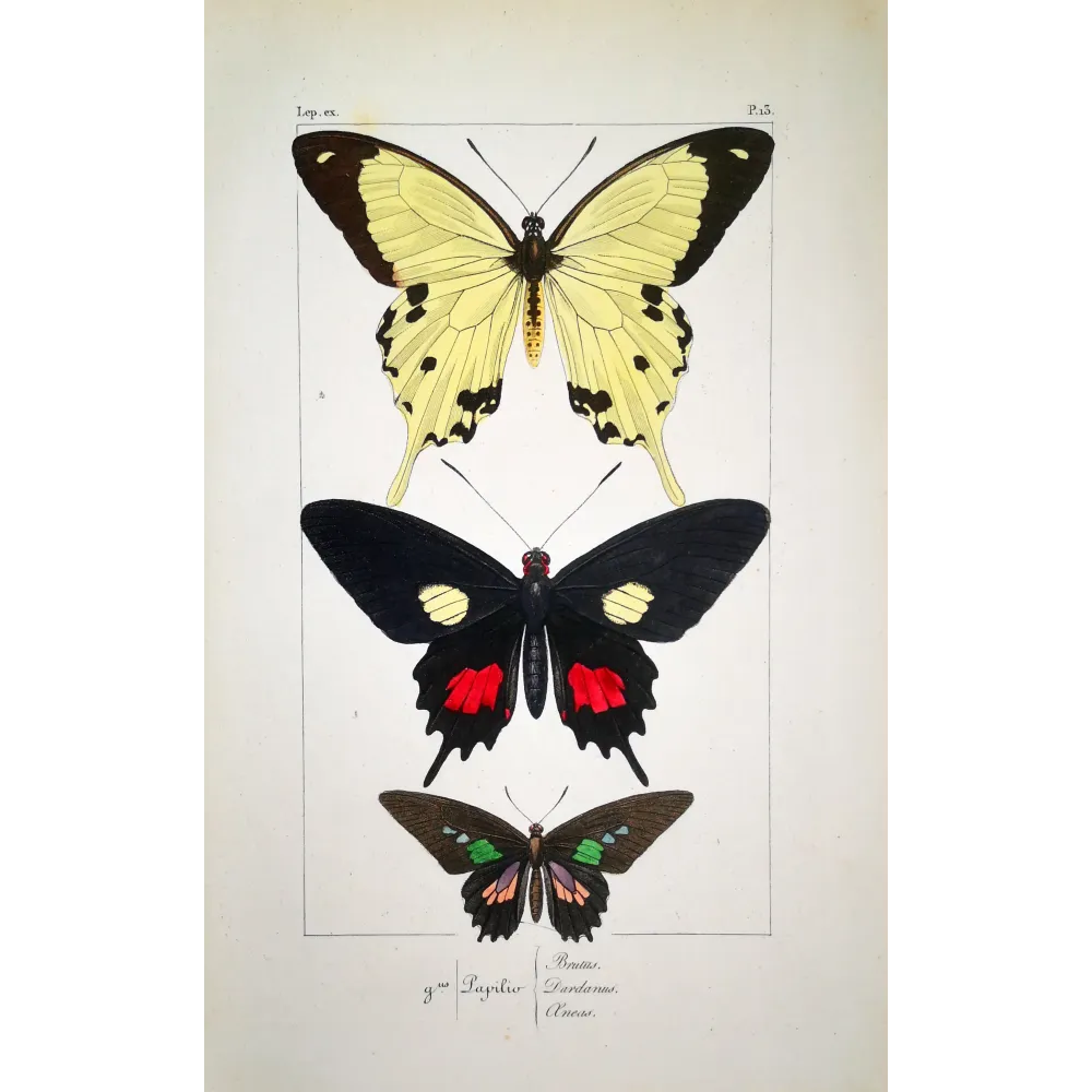 Papilio dardanus Butterfly – Antique Engraving (1835)