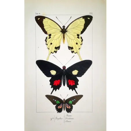 Papilio dardanus Butterfly – Antique Engraving (1835)