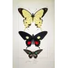 Swallowtail Exotic Butterflies (Papilio dardanus, Papilio brutus, Papilio aeneas) – Antique Hand-Colored Engraving (1835)