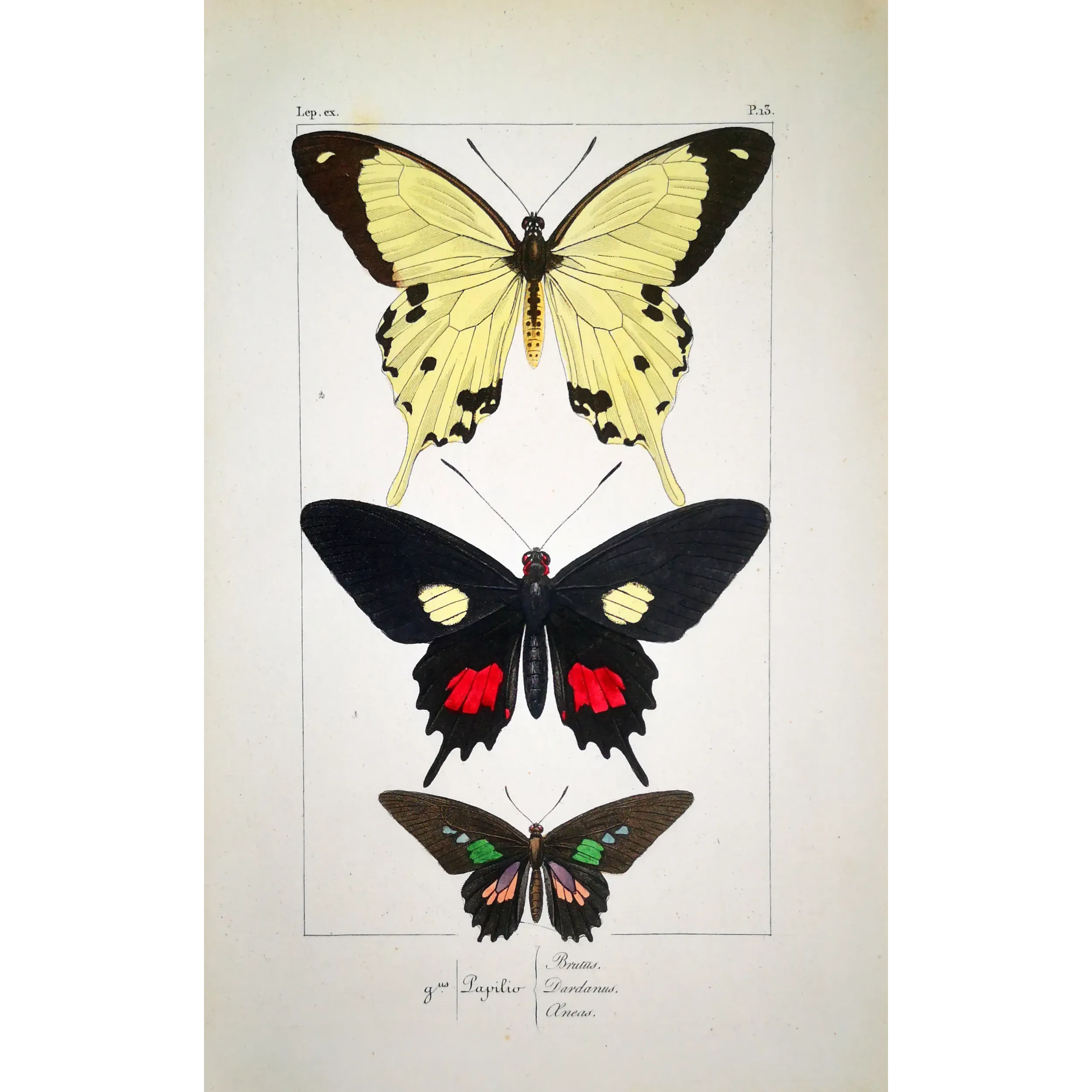 Papilio dardanus Butterfly – Antique Engraving (1835)