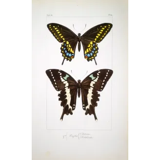 Asian Swallowtail Butterfly – Antique Engraving (1835)
