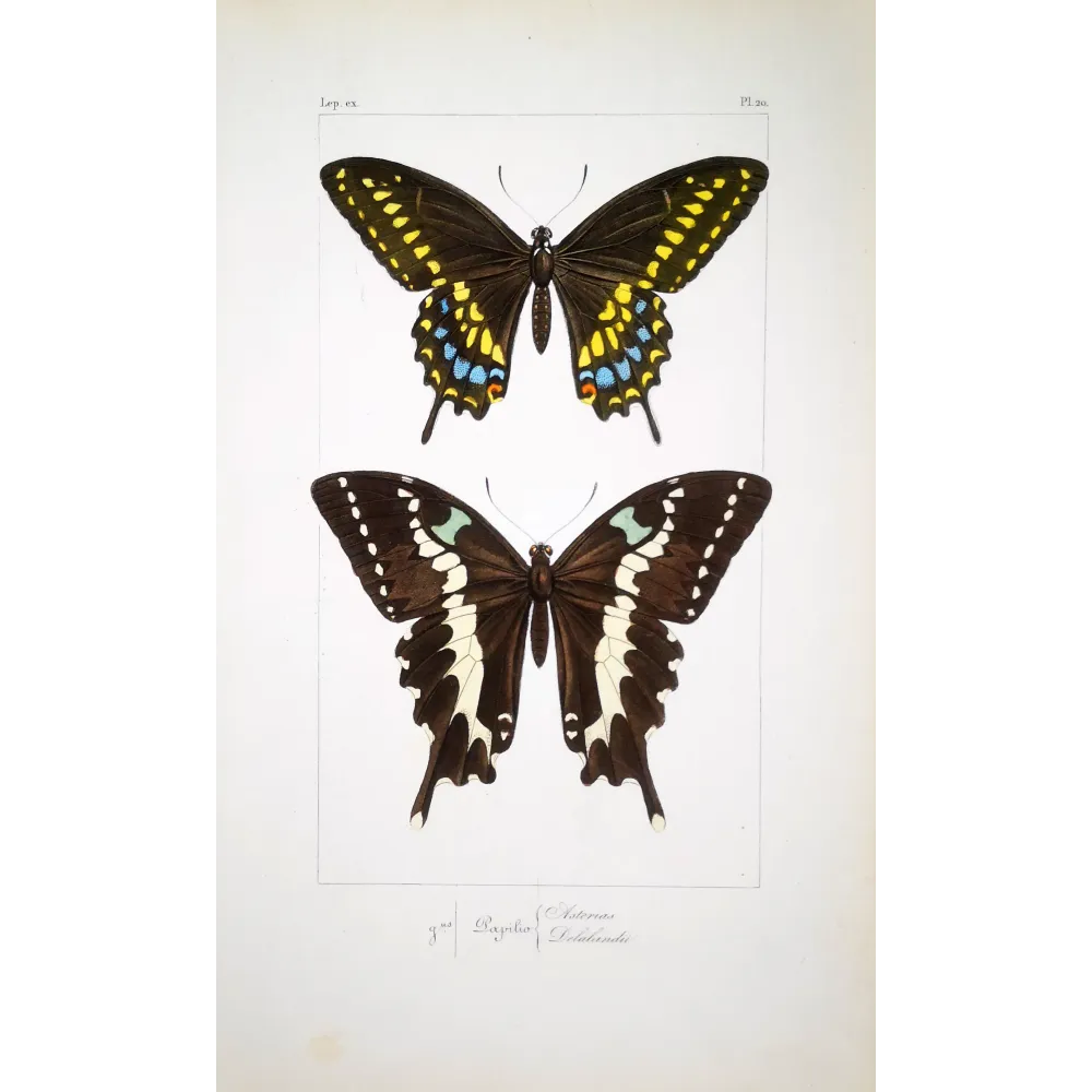 Asian Swallowtail Butterfly – Antique Engraving (1835)