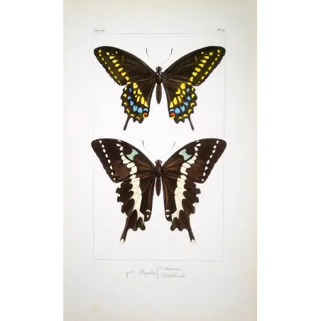 Asian Swallowtail Butterfly – Antique Engraving (1835)