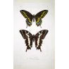 Asian Swallowtail Butterflies (Papilio polytes group) – Antique Hand-Colored Engraving, Exotic Butterflies (1835)