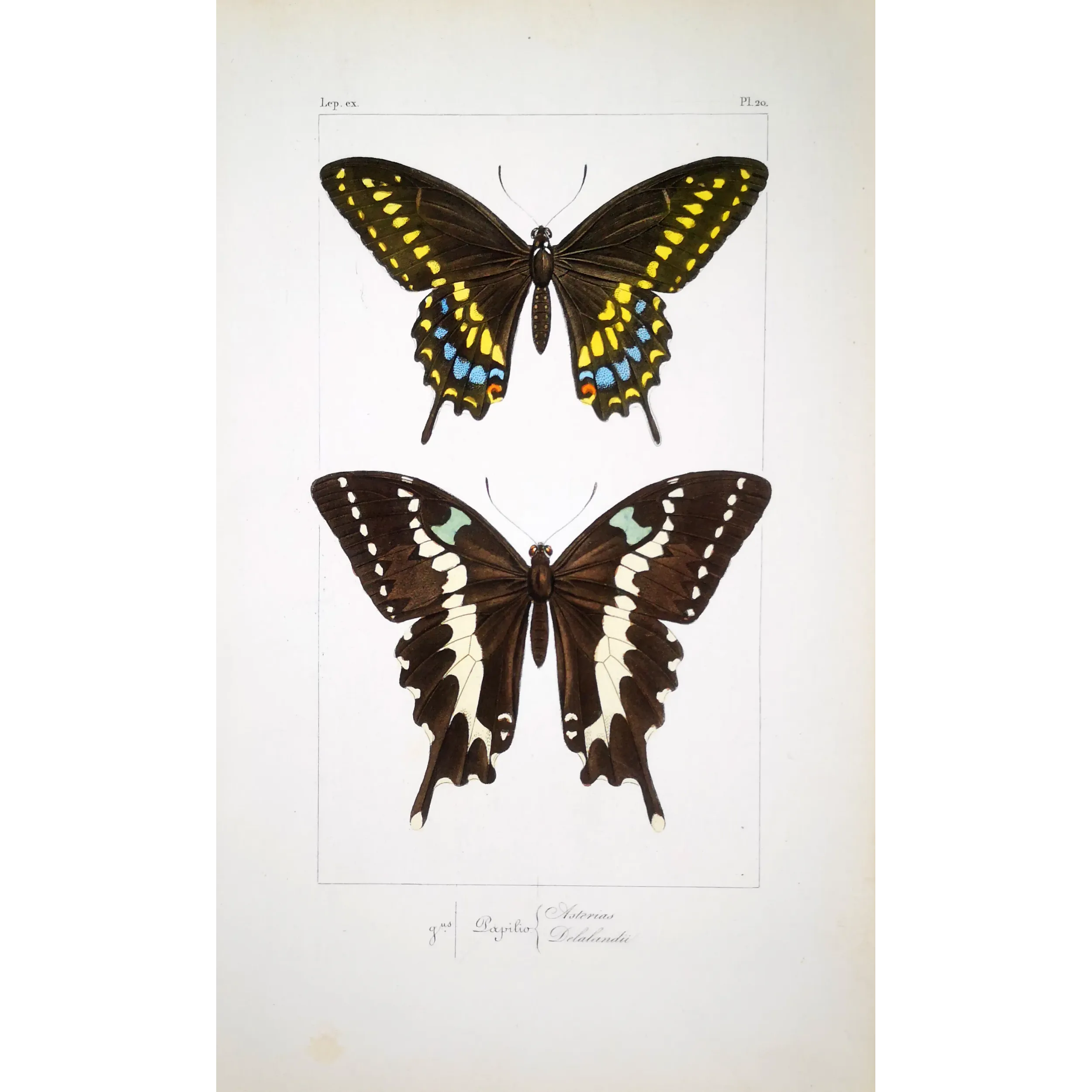 Asian Swallowtail Butterfly – Antique Engraving (1835)