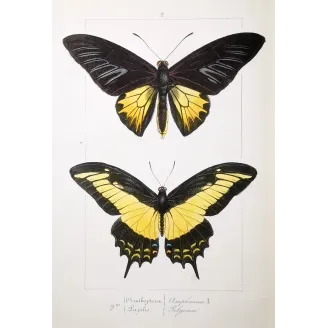 Golden Birdwing & Swallowtail Butterflies (Troides amphrysus group) – Antique Hand-Colored Engraving, Exotic Butterflies (1835)