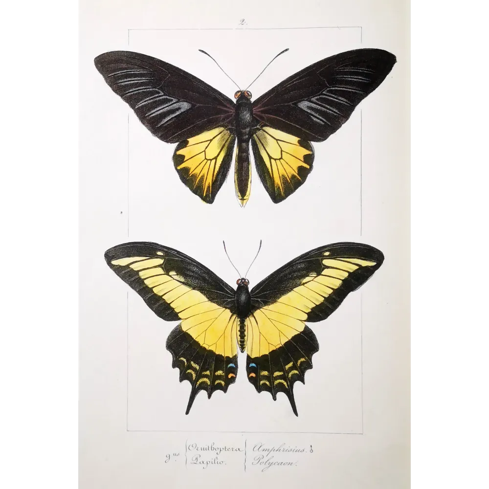 Golden Birdwing & Swallowtail Butterflies (Troides amphrysus group) – Antique Hand-Colored Engraving, Exotic Butterflies (1835)