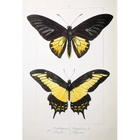 Golden Birdwing & Swallowtail Butterflies (Troides amphrysus group) – Antique Hand-Colored Engraving, Exotic Butterflies (1835)