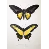 Golden Birdwing & Swallowtail Butterflies (Troides amphrysus group) – Antique Hand-Colored Engraving, Exotic Butterflies (1835)